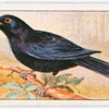 The blackbird.
