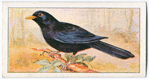 The blackbird.
