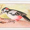 The greater spotted woodpecker.
