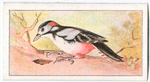 The greater spotted woodpecker.