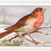 The robin.