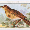 The song thrush.