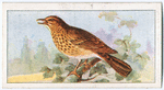 The song thrush.