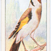 The goldfinch.