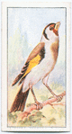 The goldfinch.