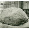 Plymouth Rock