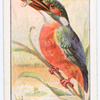 The kingfisher.
