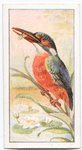 The kingfisher.
