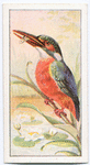 The kingfisher.