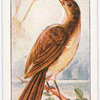 The nightingale.