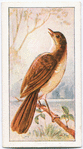 The nightingale.