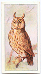 The long-eared owl.