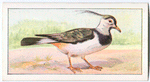 The lapwing.