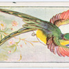 The green-tailed sylph.