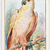 The tricolour crested cockatoo.