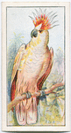 The tricolour crested cockatoo.