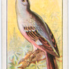 The mocking bird.