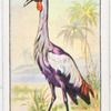 The cape crowned crane.