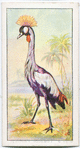 The cape crowned crane.