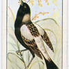 The bob-o-link or rice bird.