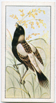 The bob-o-link or rice bird.