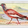Crested ibis.