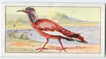 Crested ibis.