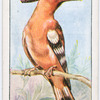 The hoopoe.