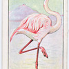 Flamingo.