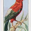 Cock-of-the-rock.