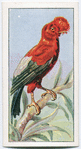 Cock-of-the-rock.