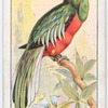 Trogon.