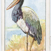 Jabiru or black-headed stork.