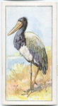 Jabiru or black-headed stork.