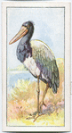Jabiru or black-headed stork.