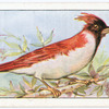 Red cardinal.