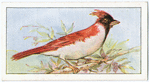 Red cardinal.