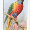 Rainbow lorikeet.