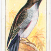 The dollar bird.