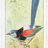Red-winged wren.