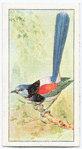 Red-winged wren.