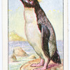 Rock-hopper penguin.