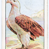 British and foreign birds.