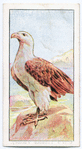 British and foreign birds.