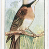 Chinese bulbul.