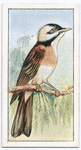 Chinese bulbul.