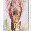 Lyre bird.