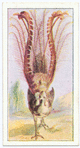 Lyre bird.