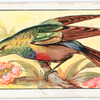 Sun bird.