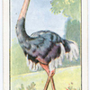 The ostrich.